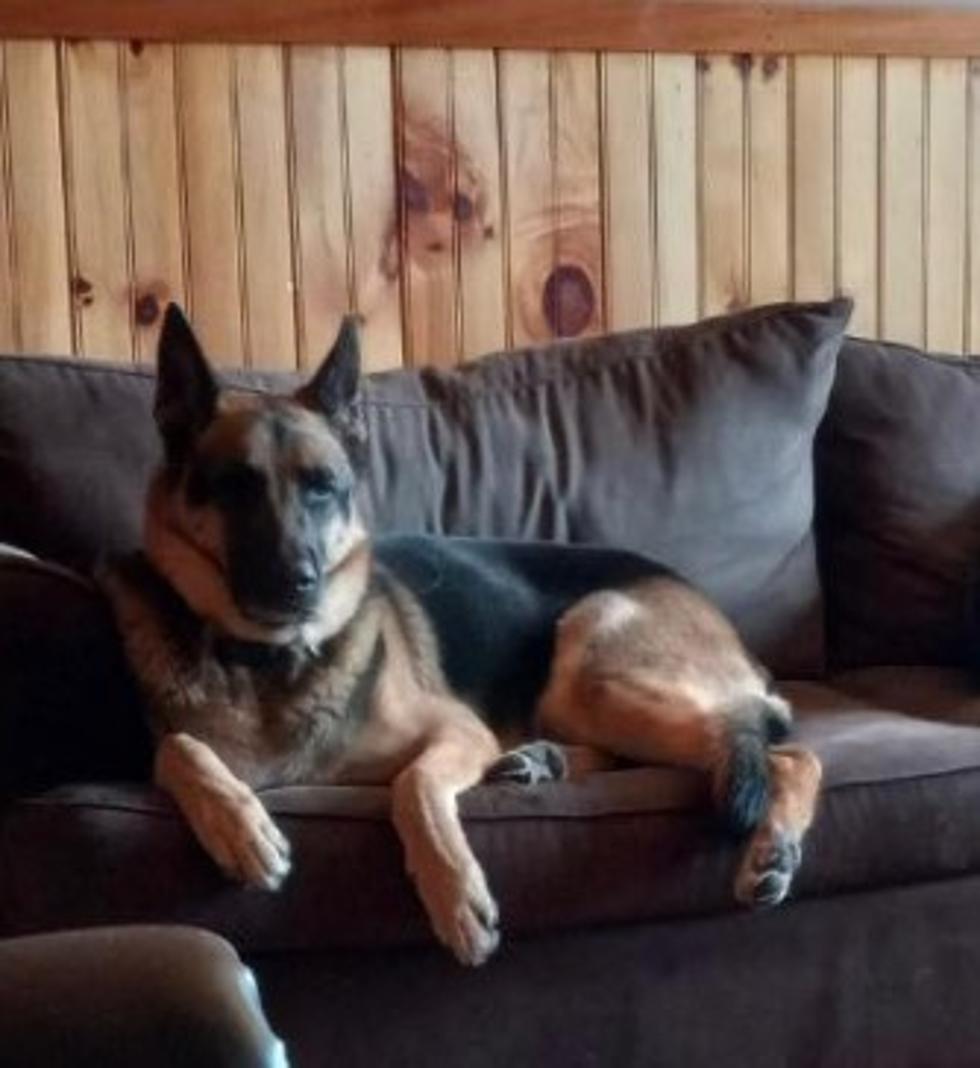 This Maine Dog&#8217;s Owners Left Him When They Moved, and Now He Needs Your Help