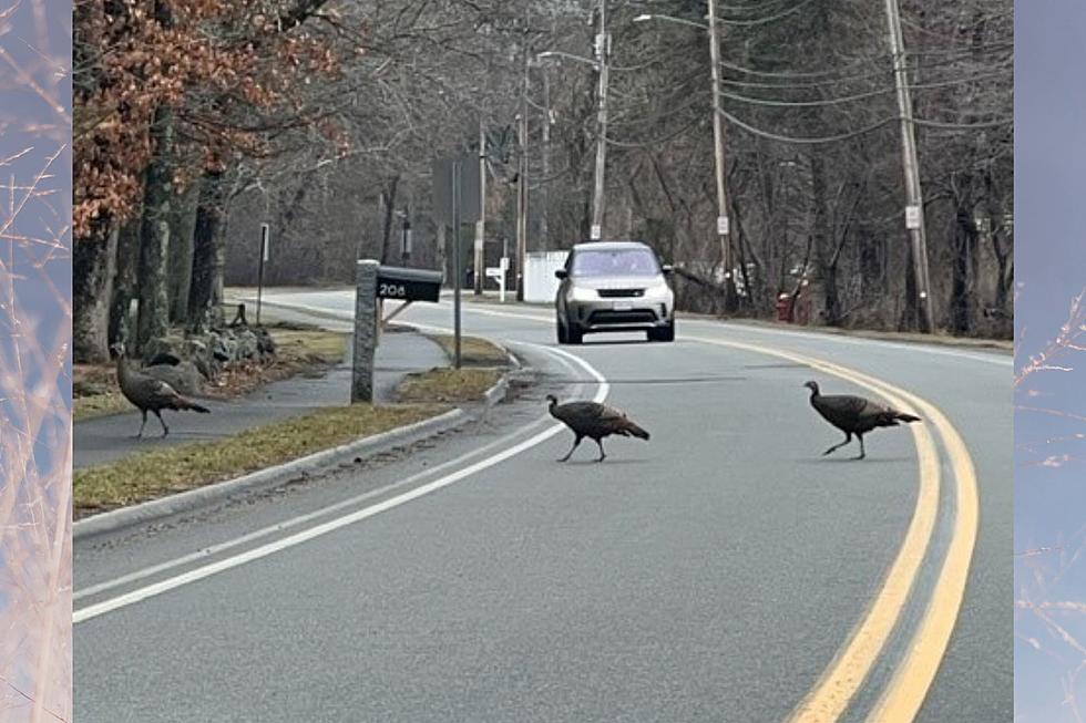 What Would You Do? Turkeys Are Determined to Cross the Road