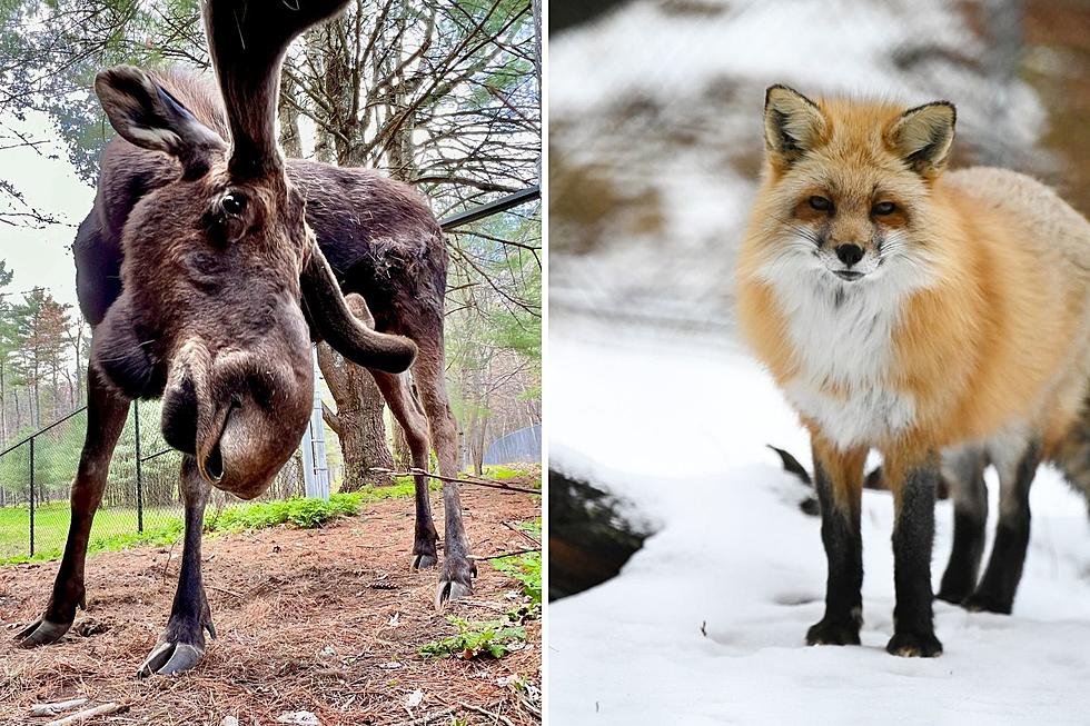 Looking for Adventure?  Here's When the Maine Wildlife Park Opens