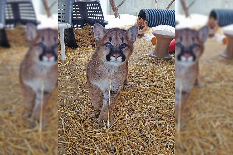 New Hampshire Science Center Gets 2 Adorable Mountain Lion Cubs