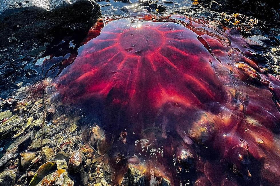 Check Out This Massive Lion&#8217;s Mane Jellyfish in Blue Hill, Maine