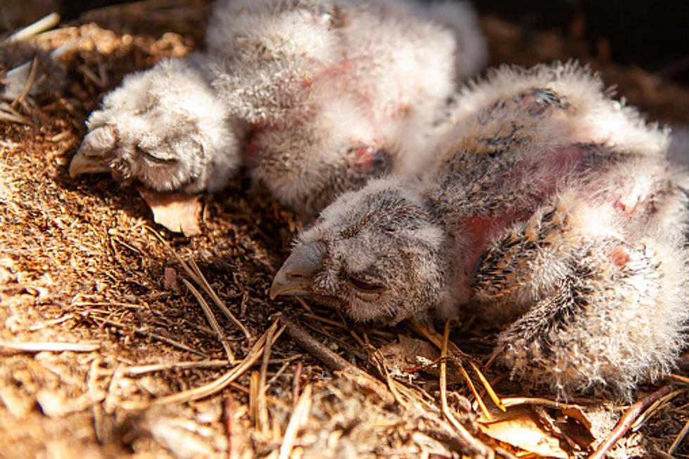 Mass Firefighters Save Baby Owl After Fighting Fire in the Woods