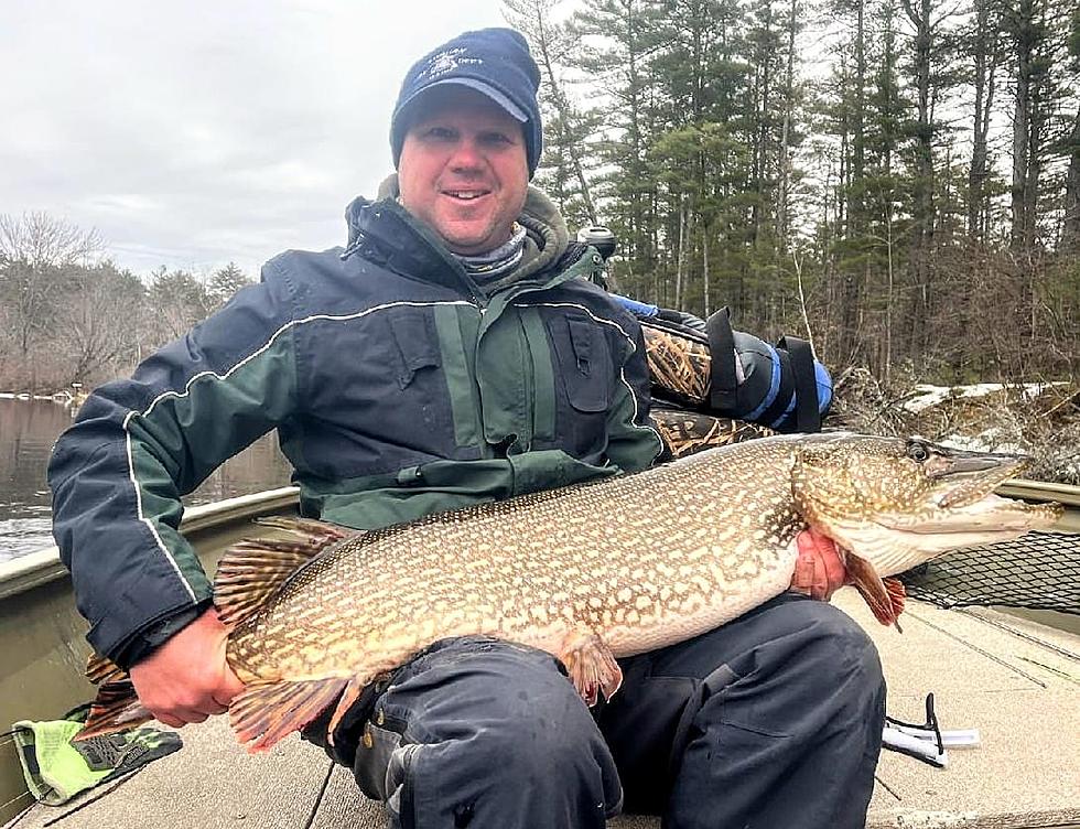 Can You Guess How Big This Huge Northern Pike Caught in Maine is?