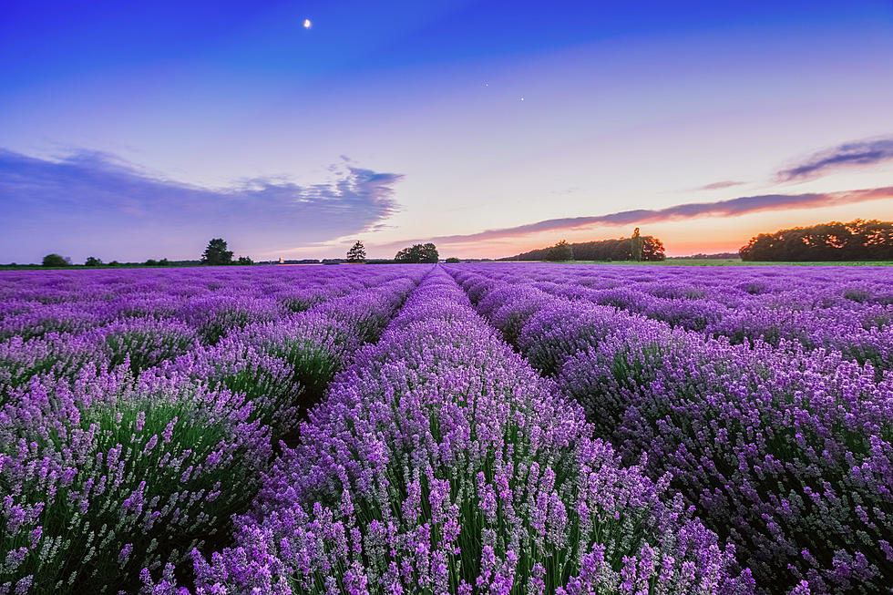 Gorgeous Lavender Field in Massachusetts is a Picture-Perfect Spot With a Fun Festival Coming Up