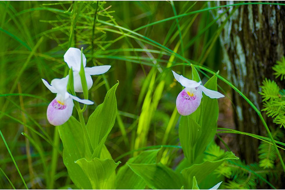 This Old New England Friend is Endangered but Beautiful as Ever