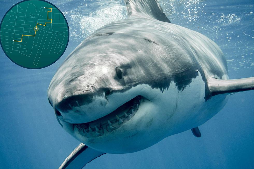 With 6 Great Whites Off of Maine’s Coast, Use This New Shark Tracker Before Swimming