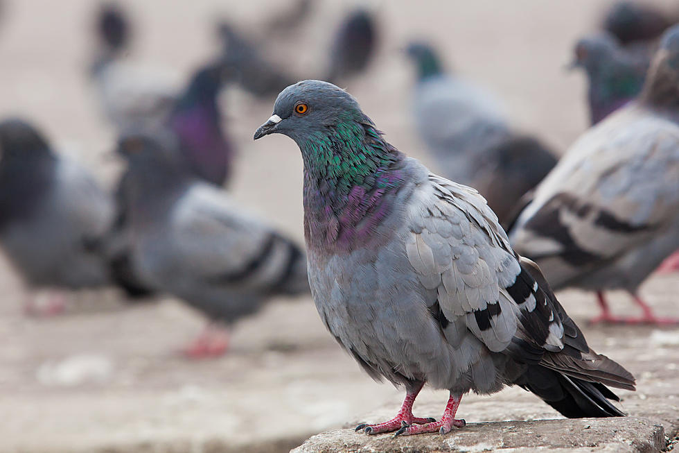 You Can Really Go to Jail for Scaring a Pigeon in Boston, MA