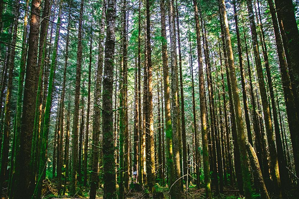 Old, Strong, and Tall: Here&#8217;s Where the Largest Tree in New Hampshire Lives