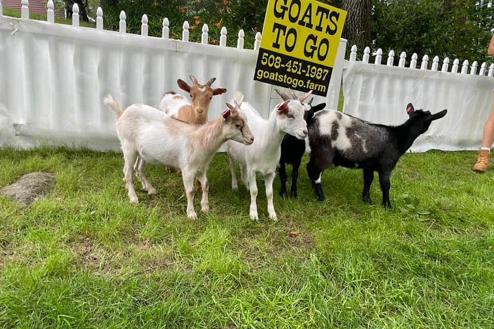 Goats Mowing Your Lawn? Yes Please, at  'Goats to Go' in MA