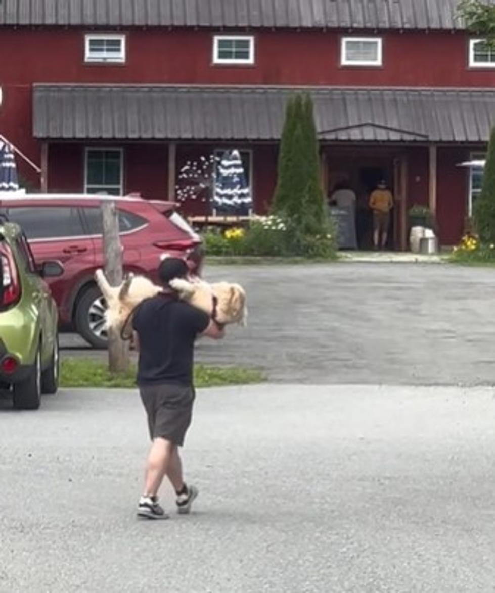 Dog Doesn't Want to Leave VT Brewery – His Tantrum Went Viral