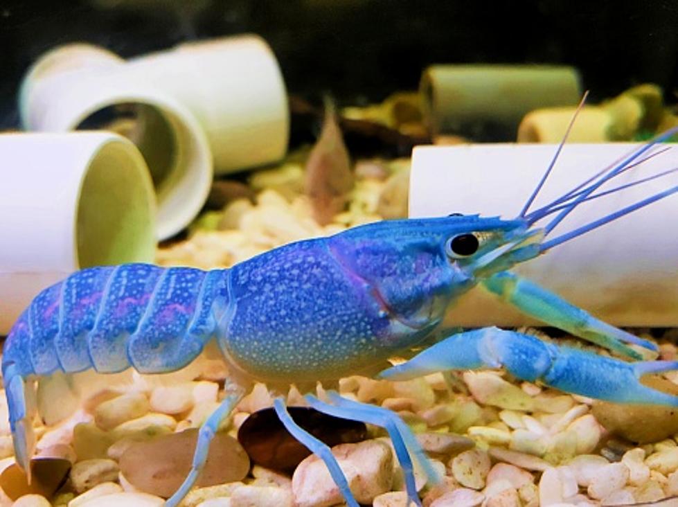 Like a Little Lobster: Maine TV Reporter Finds a Rare and Tiny Blue Crayfish