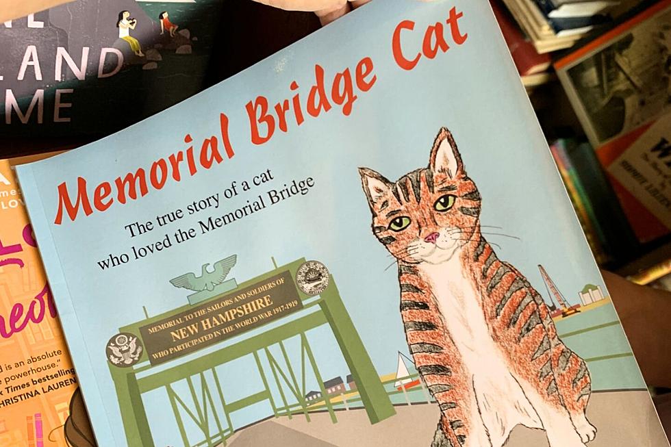 Have You Heard of the Memorial Bridge Cat in Portsmouth, NH?