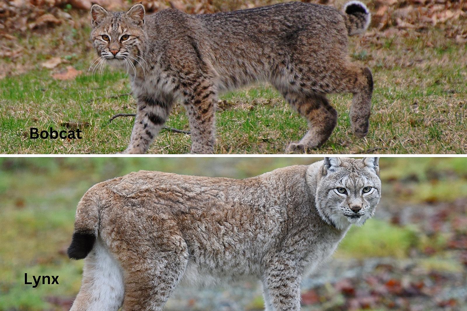 Bobcat or lynx? Here's how you can tell