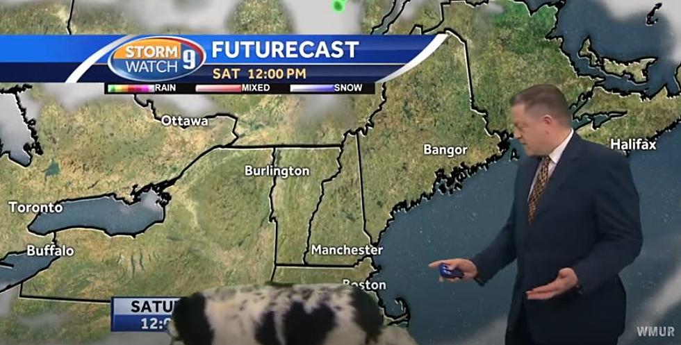 New Hampshire Newscast Interrupted by Dog on the Green Screen