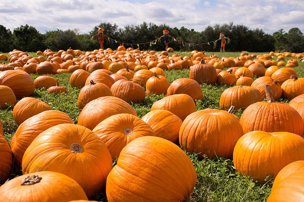 New England’s Top Pumpkin Patches for Festive Fall Fun