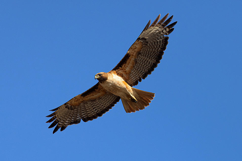 Why So Many Hawks in the Sky This Year in New Hampshire and Maine?