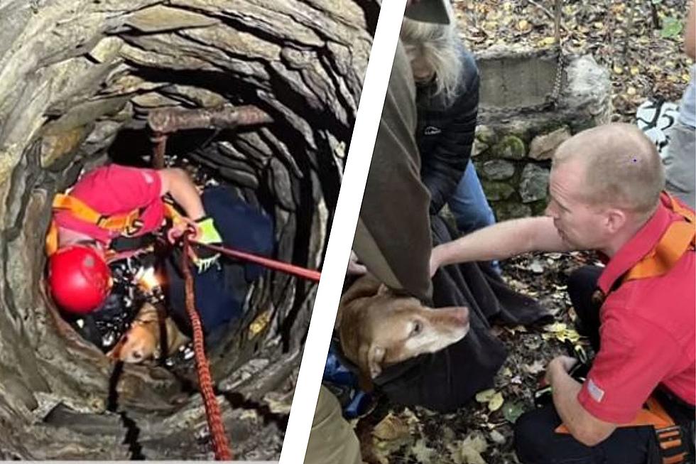 Dog Rescued in Gilford, New Hampshire, After Falling 15 Feet Down Well