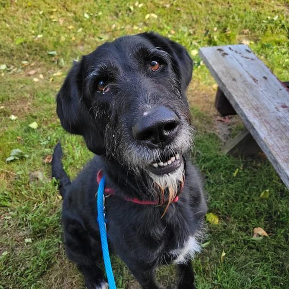 Sweet, Handsome, Bearded Dog Has Been Waiting in a Maine Shelter for Nearly 100 Days