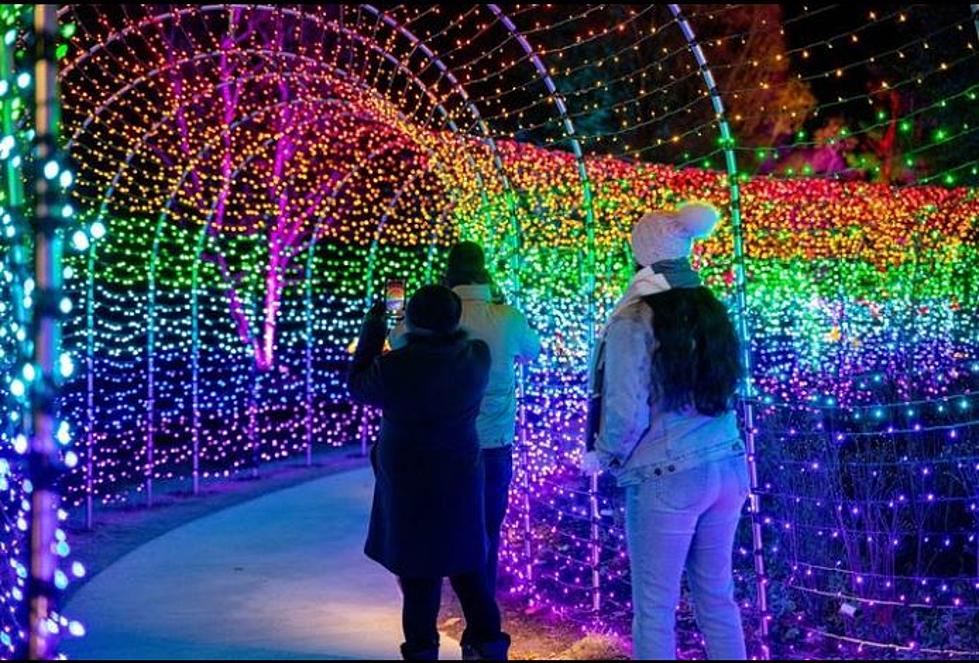 Winter ‘Night Lights’ Starts This Month at the New England Botanic Garden