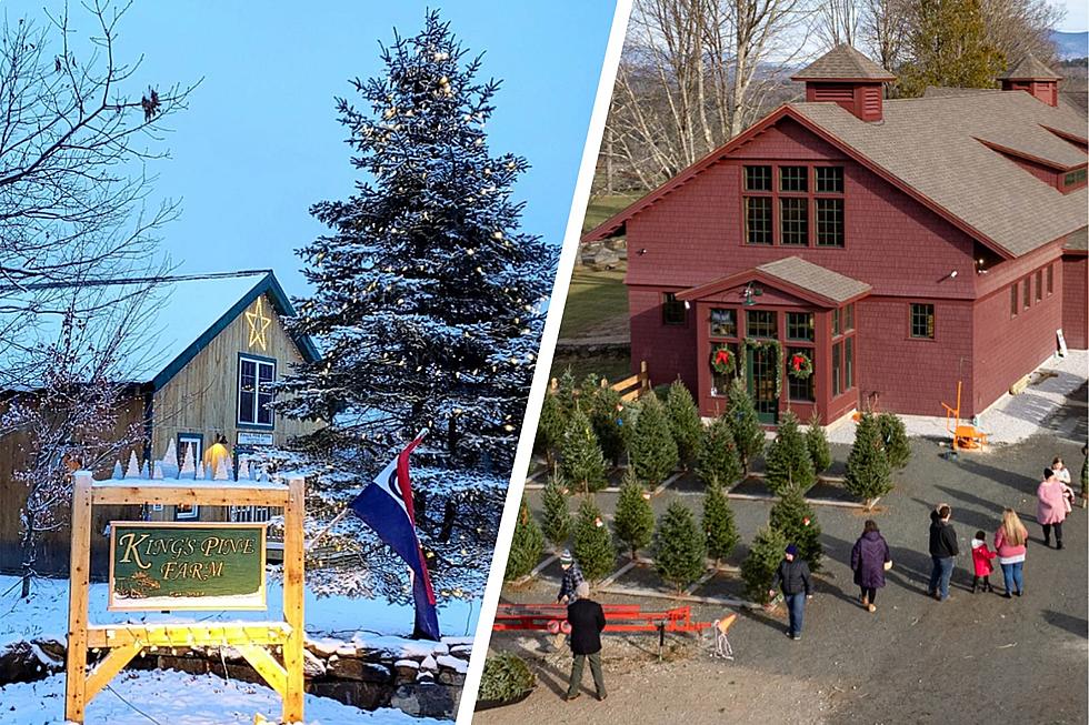 Spruce Up Your Holiday at These 9 Christmas Tree Farms in NH