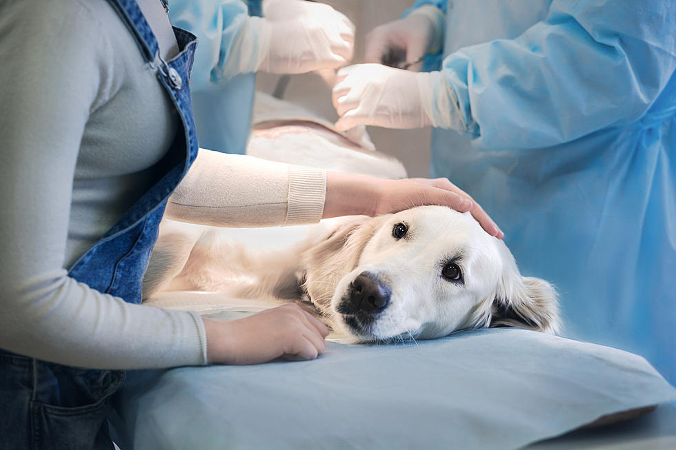 Scary and Deadly Disease in Dogs Found in New Hampshire: One of Three States With Major Deaths