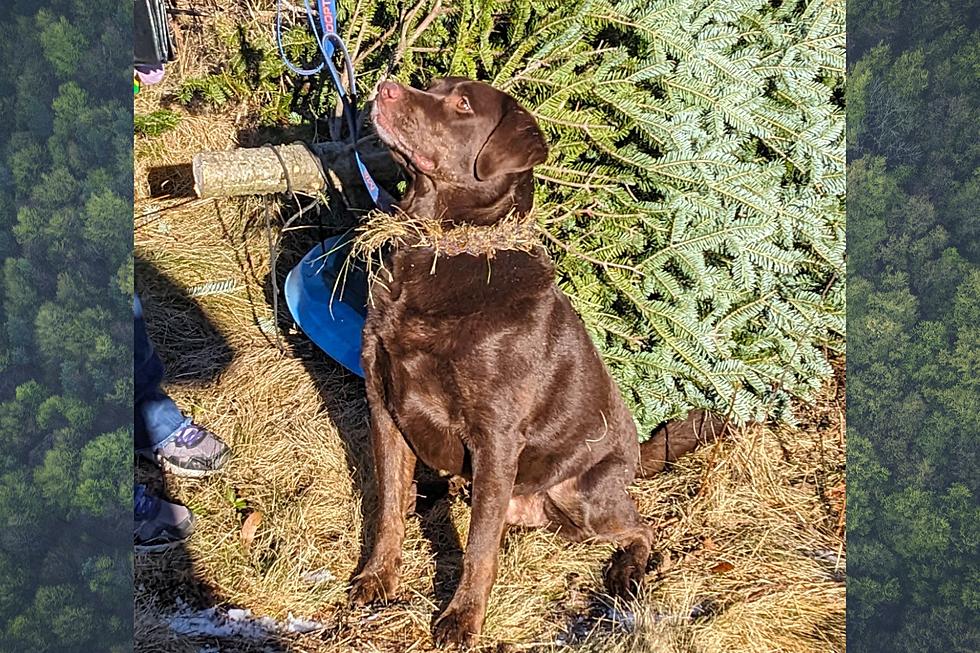 This New England Lab is All Dressed Up to Be Yours for the Holidays