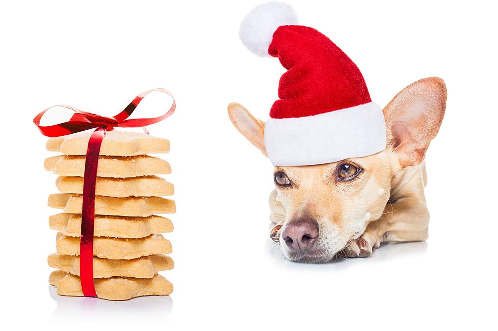 New Hampshire Dog Owners: These Holiday Treats Could Make Your Dog Sick