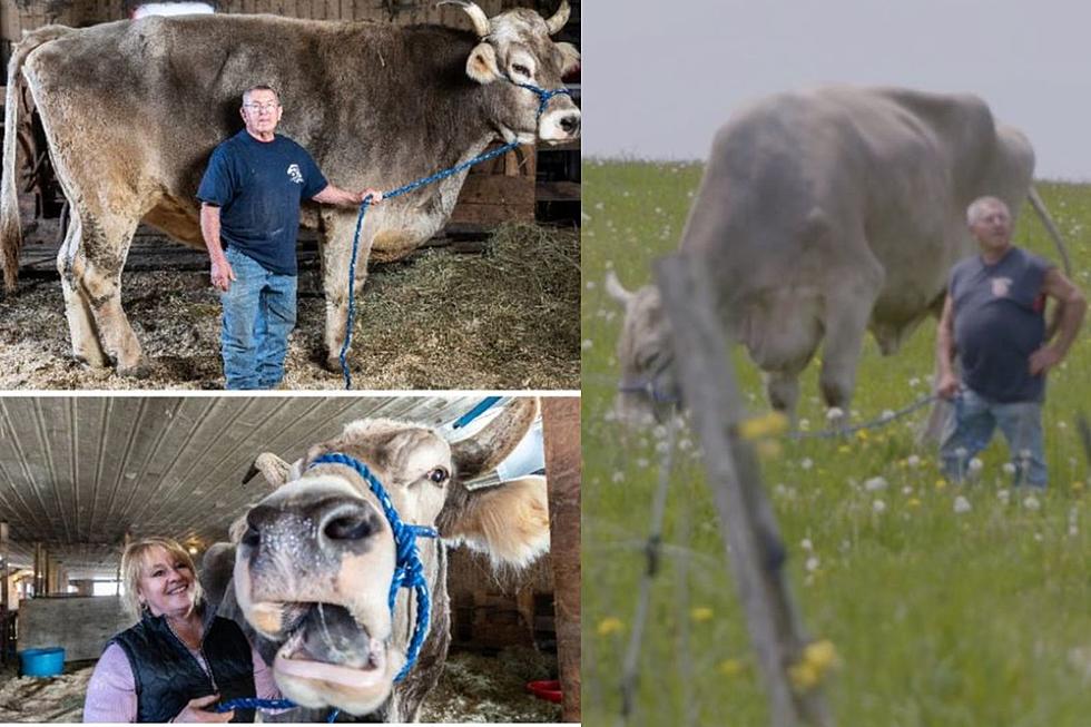 Guinness World Record: Tallest Steer Lives in a New England State