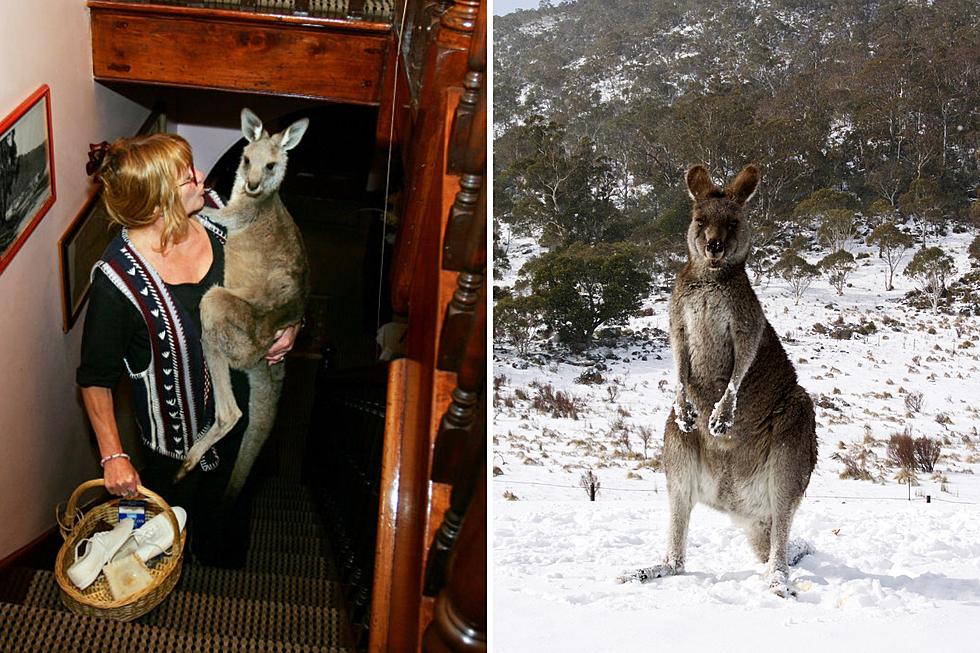 Could We See Kangaroos as Pets AND on Dinner Plates in New Hampshire Soon?
