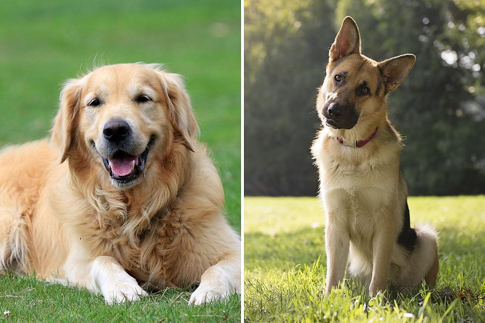 These Are the Most Popular Dog Breeds in Each New England State