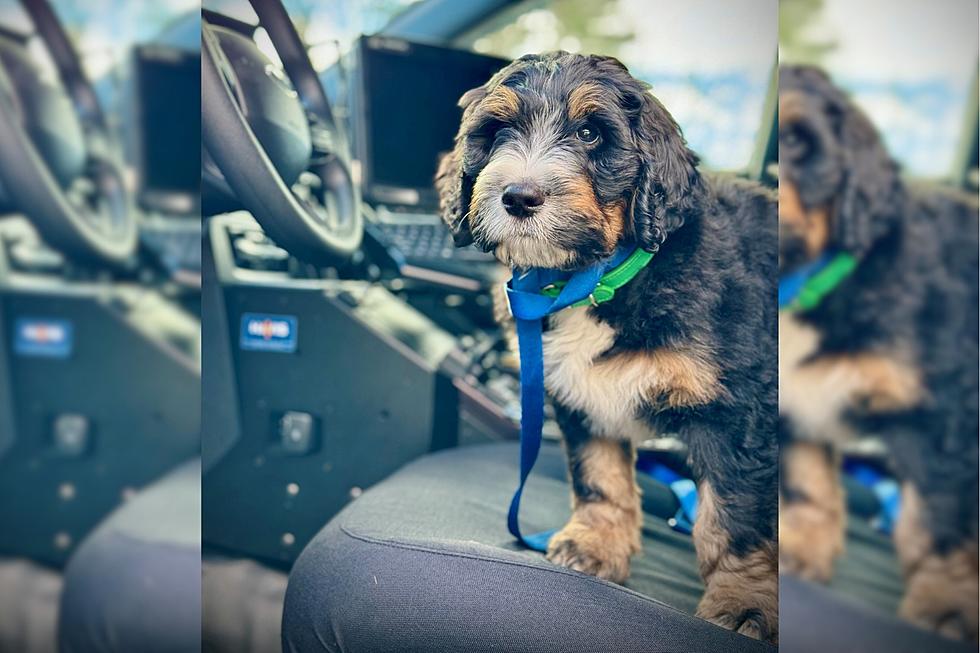 PHOTOS: Adorable Bernedoodle Puppy Joins This NH Police Dept