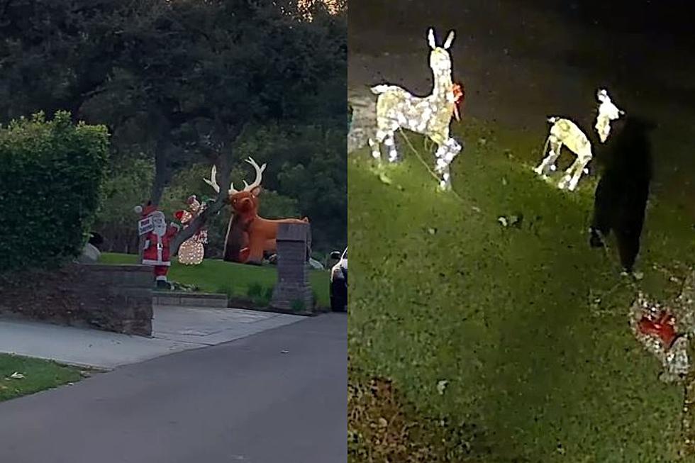 Warning to Anyone With Reindeer Decorations in New England: Bears Are Attacking Them