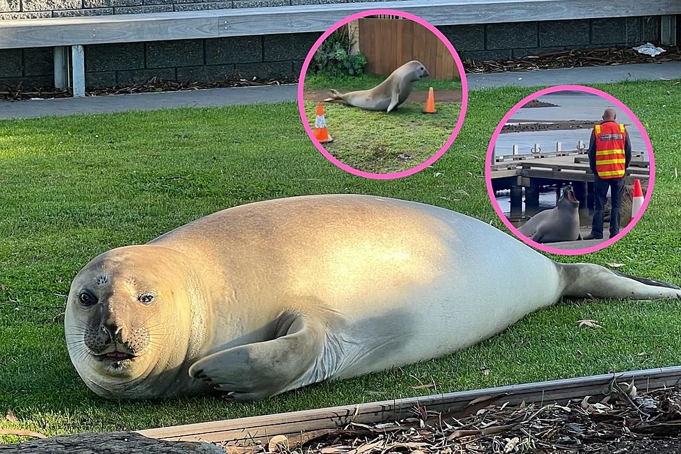 The Chaotic Antics of Neil the Seal Could Totally Happen in NE