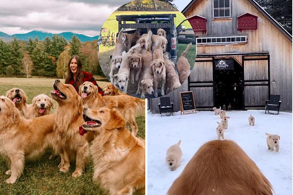 Play With 10+ Golden Retrievers at this New England Farm Experience
