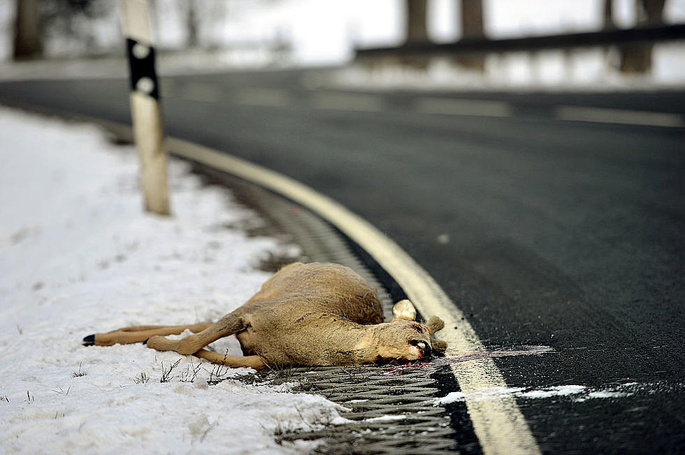 These 5 Very Bad Things Could Happen if You Feed Deer in Maine or New Hampshire