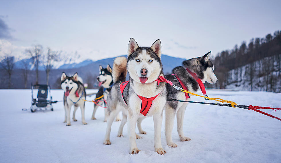 Warm Weather Ruins a Maine Favorite Event: Sled Dog Race