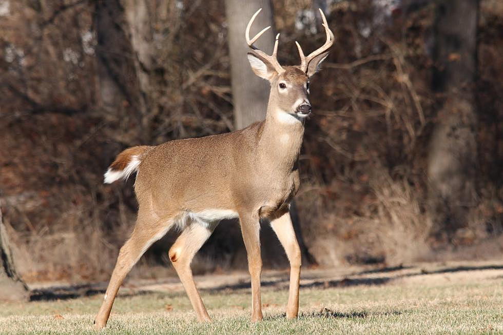 5 Awful Things That Could Happen if You Feed Deer in ME or NH