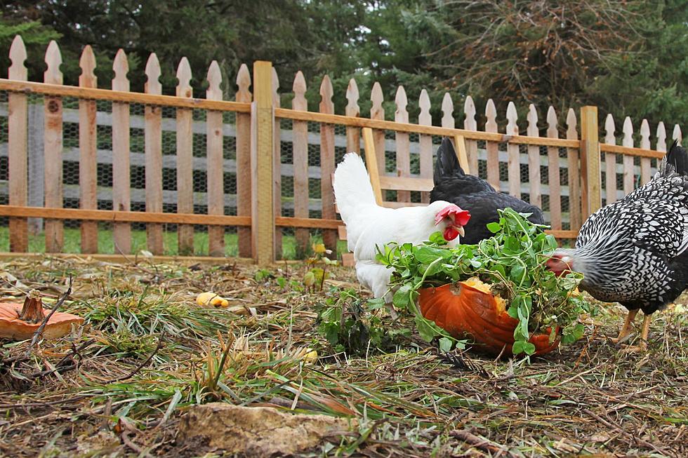 It's Totally Legal to Own Backyard Chickens in These NH Towns