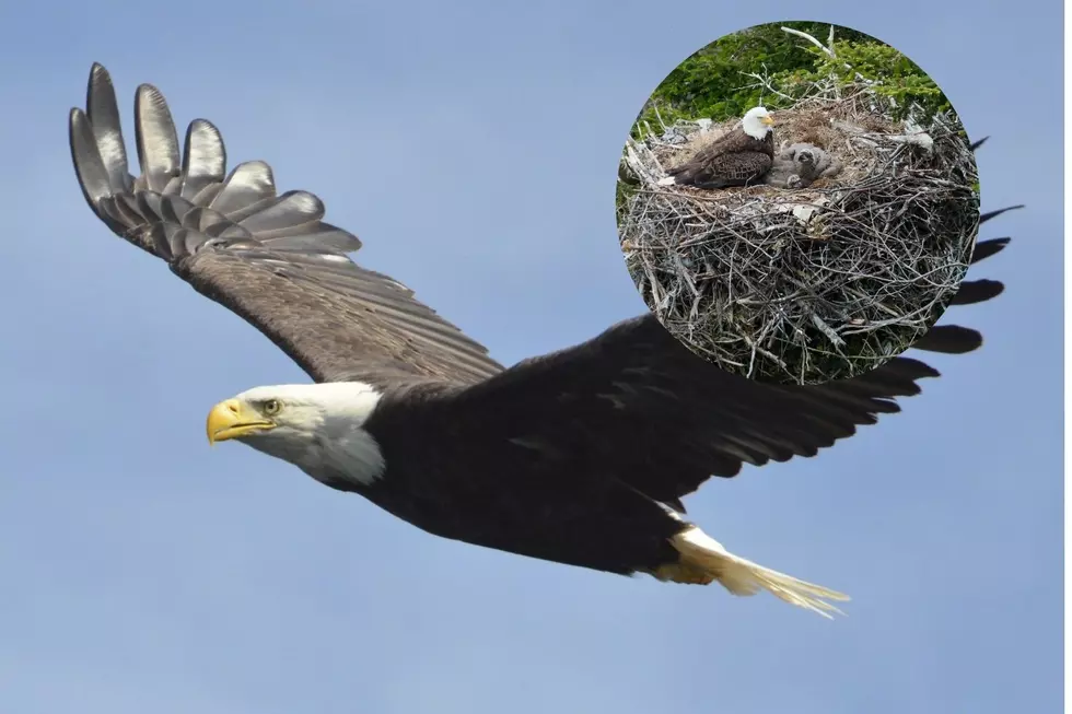 New England State’s Wildlife Asking Public to Report Bald Eagles Carrying Sticks…Why?