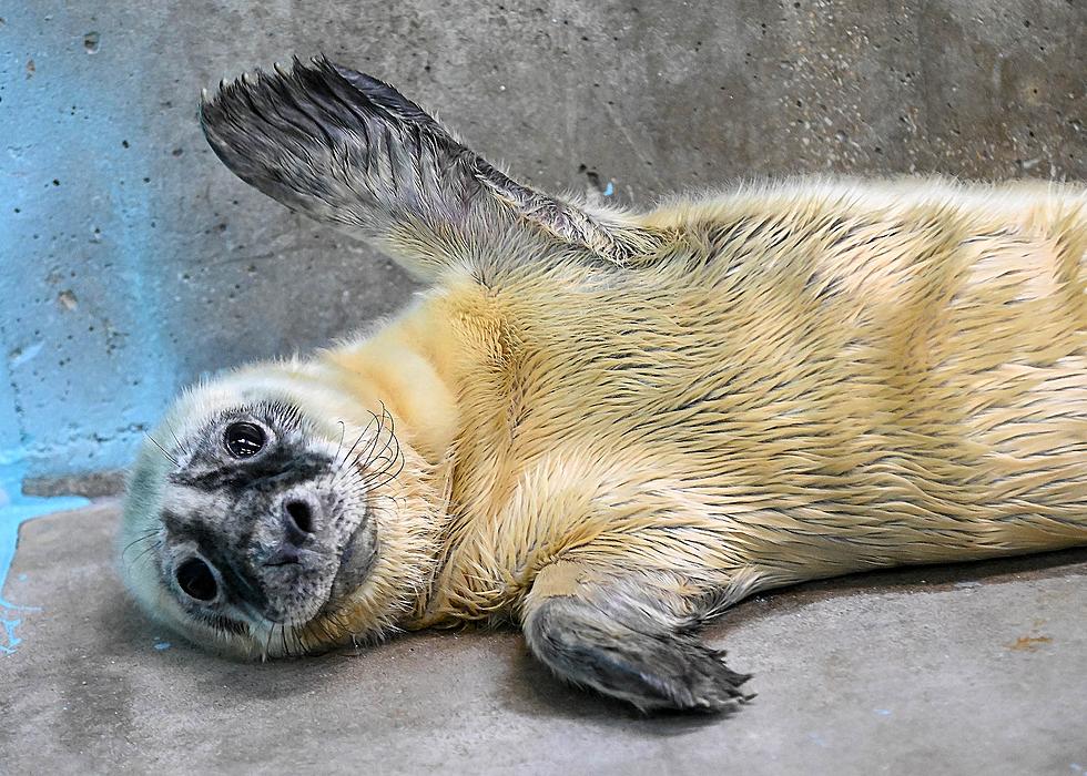 A Stranded, Blind Seal From Maine Was Rescued and is Now a Mom
