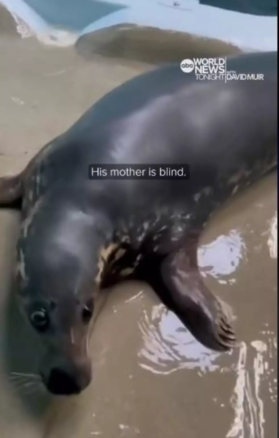 ABC World News, via TikTok