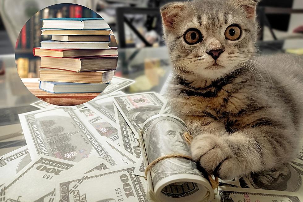 A Massachusetts Library is Accepting Cat Photos in Replacement of Overdue Book Fees