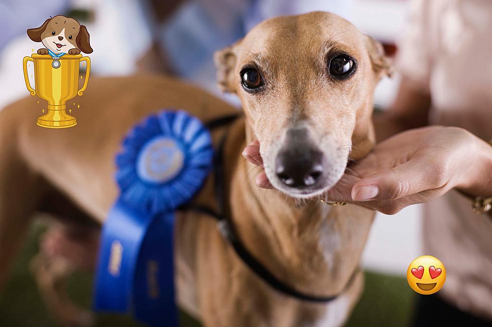 Massachusetts Photographer Searches for the Cutest Dog Via ‘Pooch Playoffs’