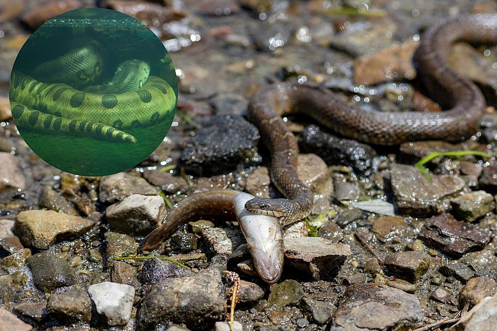 Beware of These Three Water Snakes Infesting Maine’s Lakes and Ponds This Spring