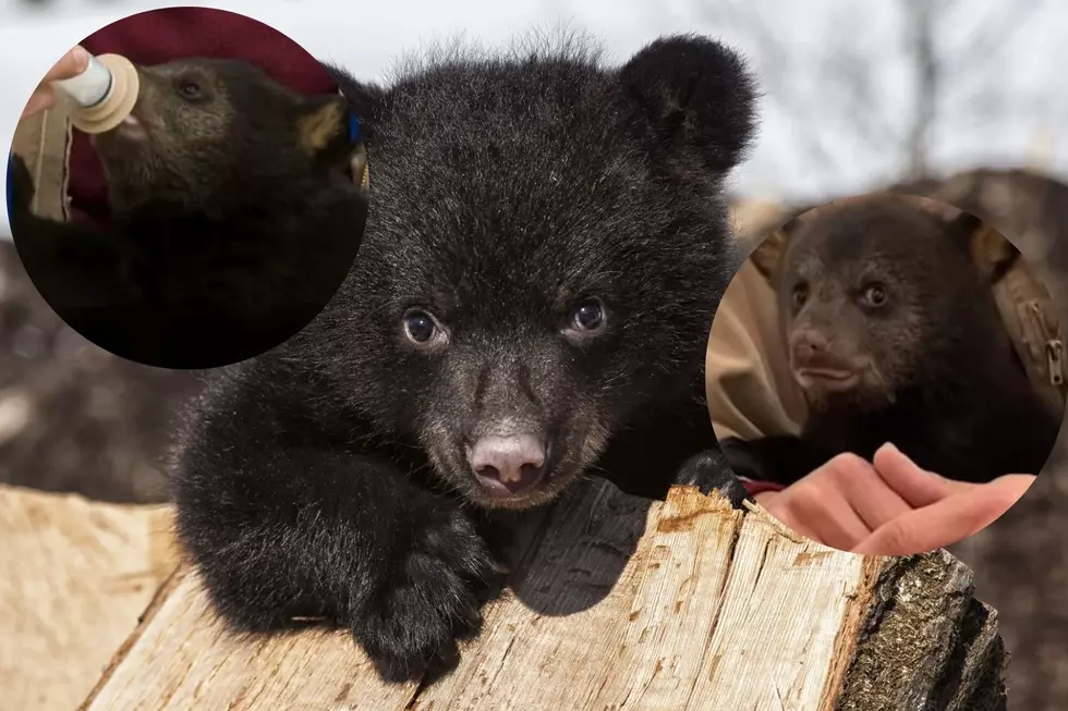 Adorable Bear Cub Rescued, Now Homed in New Hampshire Facility