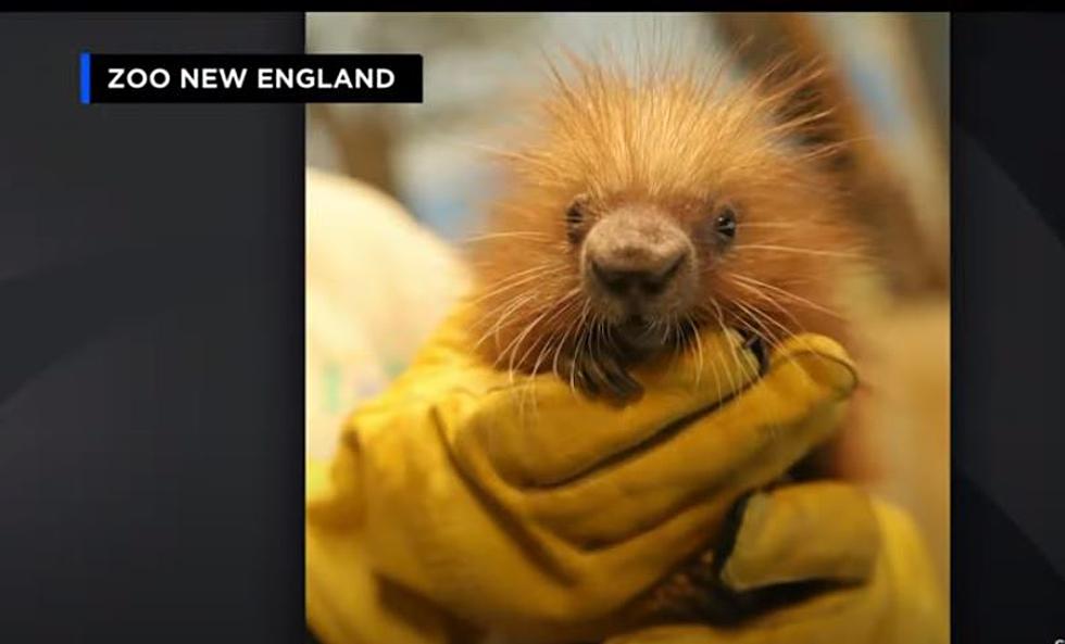 New England Zoo Welcomes Baby Porcupine Weighing Less Than 1 lbs