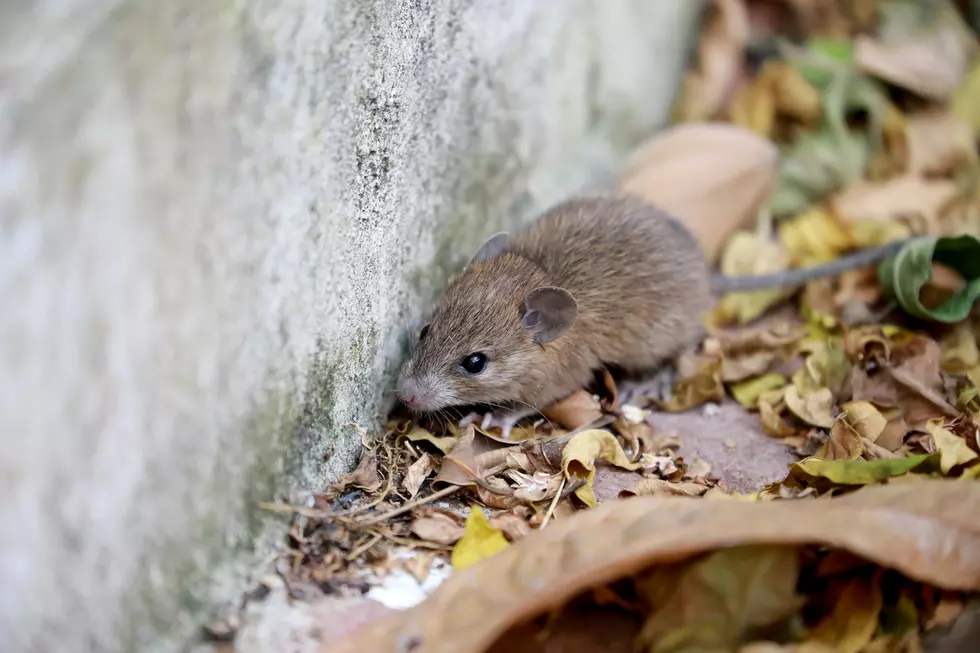 Clouse up the rat in dry leaf background. Animal contagious disease concept.
