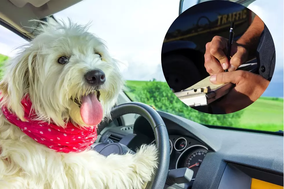 Is It Illegal to Have Your Dog on Your Lap While Driving in New England?