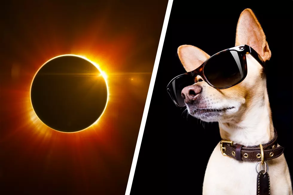 Keep Pets Safe During Eclipse With These NH Expert Tips