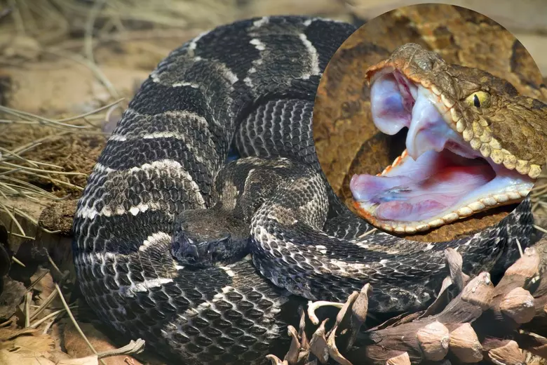Beware of Rattlesnakes 